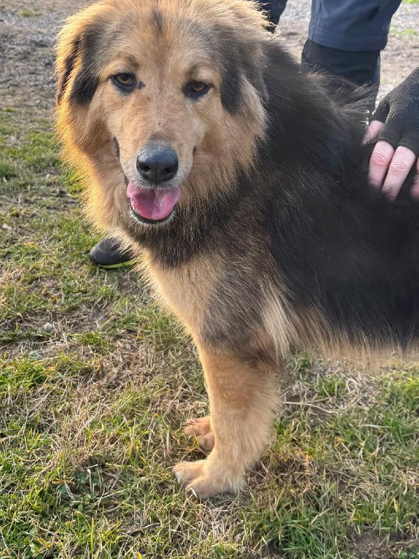 Milou, un magnifico simil pastore Foto 5